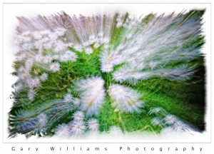 image of white daisies blurred by a zoom lens