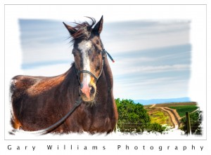 Horse in Pasture in Prunedale, California