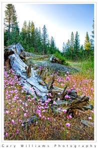 photograph of a fallen tree surrounded by pink flowers in Kings Canyon Park