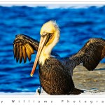 photograph of a brown pelican drying its wings at Moss Landing, California