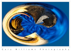 photograph of a brown pelican distorted by a Photoshop filter