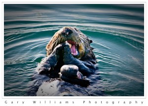 Photograph of a sea otter eating a clam at Moss Landing, California