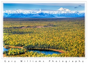 Photograph of trees  turning color and Mt. McKinley, Alaska
