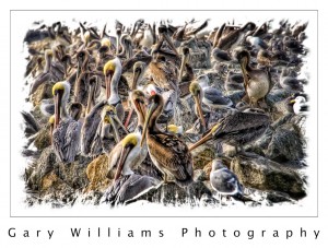 Photograph of brown pelicans On The Moss Landing breakwater