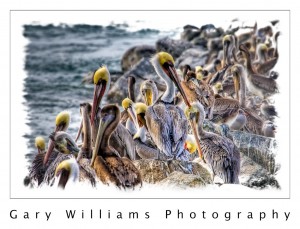 Photograph of pelicans grooming each other on the Moss Landing breakwater