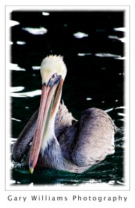 Photograph of a pelican swimming In Moss Landing harbor