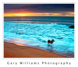 Photograph of a dog running in the surf at Moss Landing, California