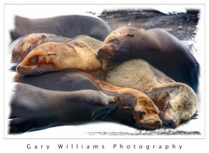 Photograph of sleeping sea lions on the visitors dock in Moss Landing Harbor