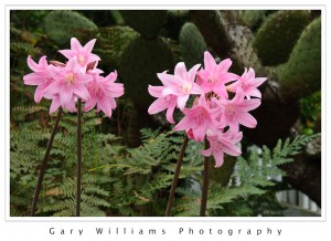 Photograph of Amaryllis flowers in front of cactus