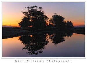 Photograph of sun rising behind Eucalyptus trees near Elkhorn Slough, California