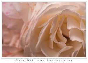 Photograph closeup of white rose petals