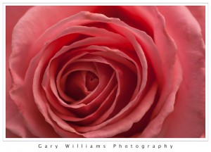 Photograph closeup of pink rose petals