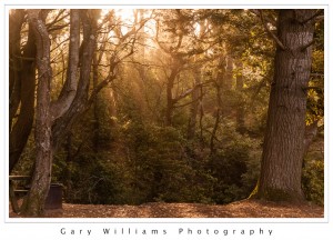 Photograph of sunrise light rays shining through trees at Salt Point State Park in Northern California