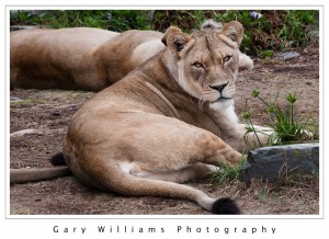 Photograph of a female African Lion at the San Francisco Zoo in San Francisco, California