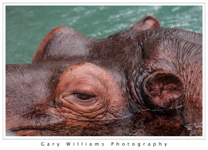 Photograph of a Nile Hippopotamus at the San Francisco Zoo in San Francisco, California