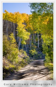 Photograph of aspen trees on the Aspen Vista Trail near Santa Fe, New Mexico