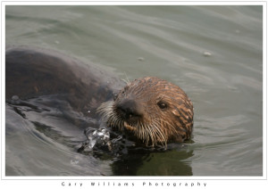 Photograph of a Southern Sea Otter, Enhydra lutris nereis, at Moss Landing, California