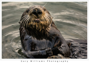 Photograph of a Southern Sea Otter, Enhydra lutris nereis, at Moss Landing, California