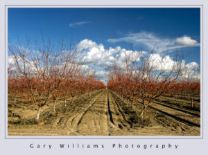 Photograph of an orchard, clouds, trees and farmland in Easton, California