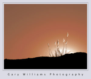 Photograph of pampas grass at sunrise in Prunedale, California