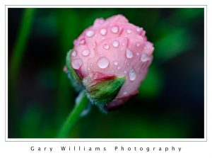 Photograph of raindrops on a flower