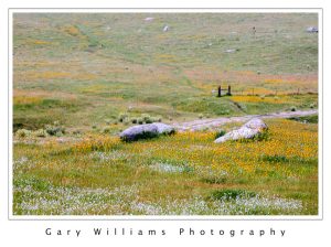 Photograph of wildflowers in a field near Highway 58 near Bakersfield, California