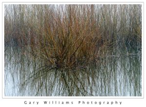 Photograph of wetland grasses near Portland, Oregon