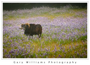 Photograph of a ram standing in a field of lupine in Prunedale, California