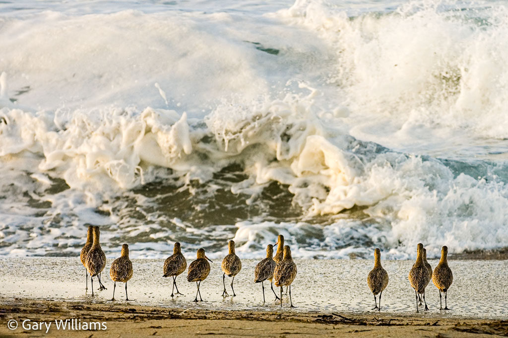 Shorebirds.jpg